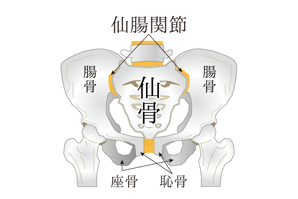 骨盤を構成する骨の解説図