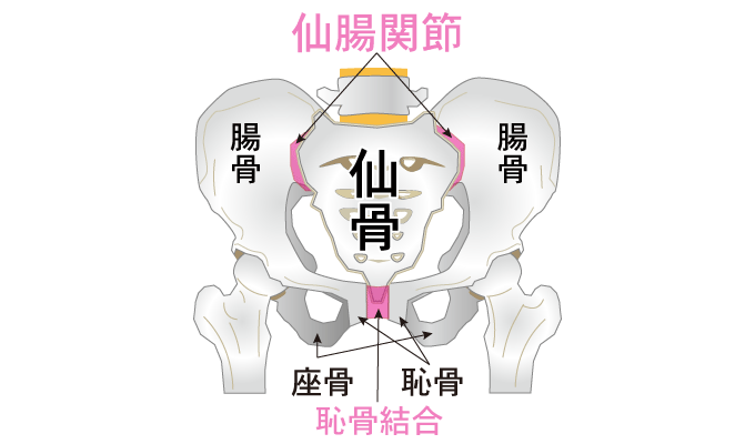 骨盤解説図　仙腸関節と恥骨結合